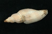藏品(平瀨渦螺 )的圖片